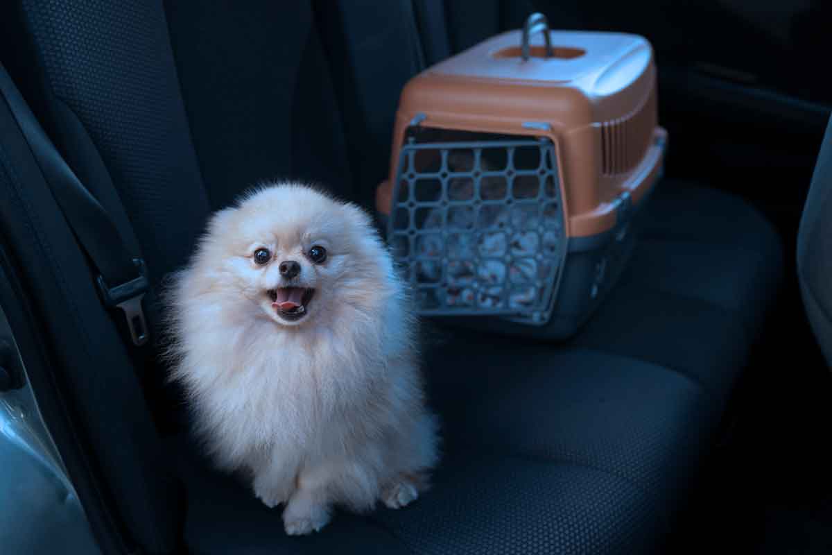 Petit chien en voiture, avec sa caisse de transport sur la banquette arrière